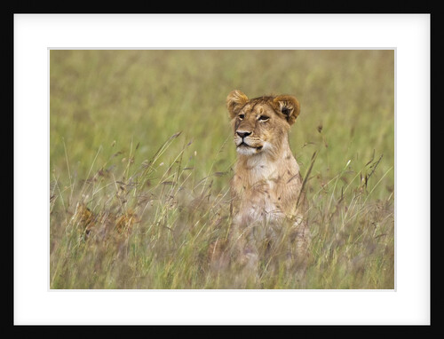 Young male Lion by Anonymous