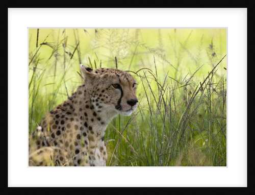 Cheetah (Acynonix jubatus), Masai Mara, Kenya by Anonymous
