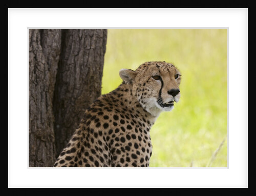 Cheetah (Acynonix jubatus), Masai Mara, Kenya by Anonymous
