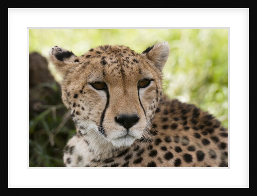 Cheetah (Acynonix jubatus), Masai Mara, Kenya by Anonymous