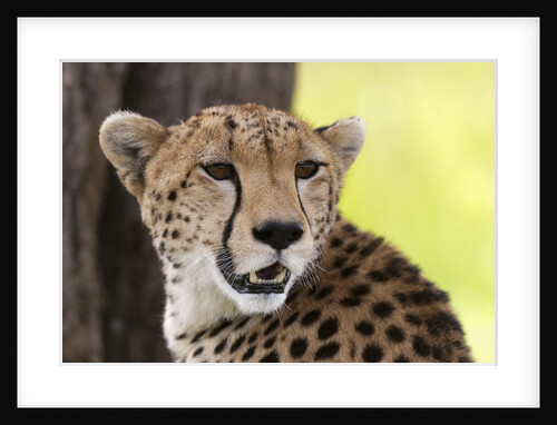 Cheetah (Acynonix jubatus), Masai Mara, Kenya by Anonymous