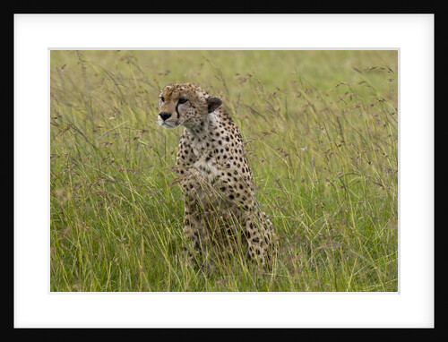 Cheetah (Acynonix jubatus), Masai Mara, Kenya by Anonymous