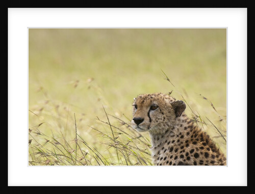 Cheetah (Acynonix jubatus), Masai Mara, Kenya by Anonymous