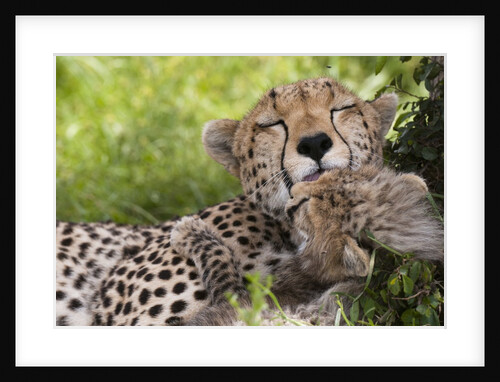 Cheetah (Acinonyx jubatus) and cub, Masai Mara, Kenya by Anonymous