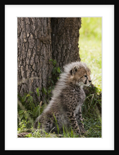 Cheetah cub (Acinonyx jubatus), Masai Mara, Kenya by Anonymous
