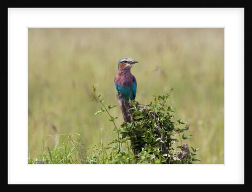 Lilac-breasted Roller (Coracias caudata), Masai Mara, Kenya by Anonymous