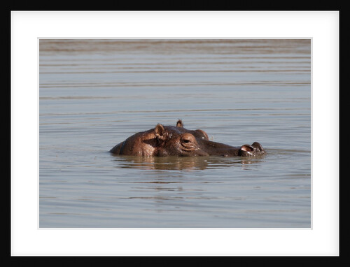Hippopotamus, Masai Mara by Anonymous