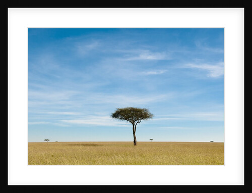 Acacia, Masai Mara, Kenya by Anonymous