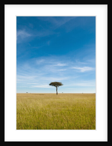 Acacia, Masai Mara, Kenya by Anonymous
