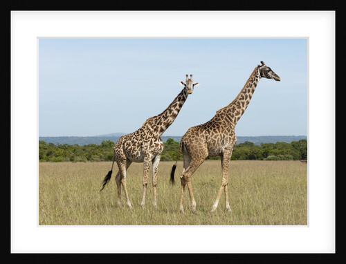 Masai Giraffe (Giraffa camelopardalis), Masai Mara, Kenya by Anonymous