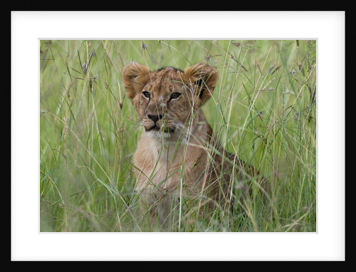 Lion cubs (Panthera leo), Masai Mara, Kenya by Anonymous