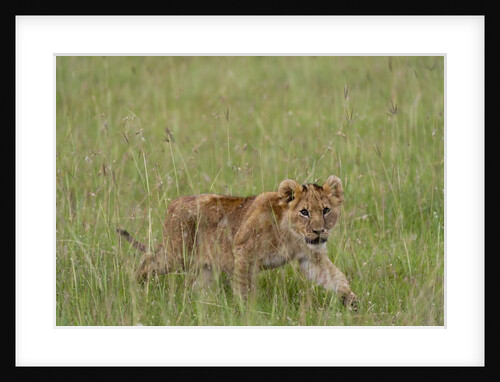 Lion cubs (Panthera leo), Masai Mara, Kenya by Anonymous