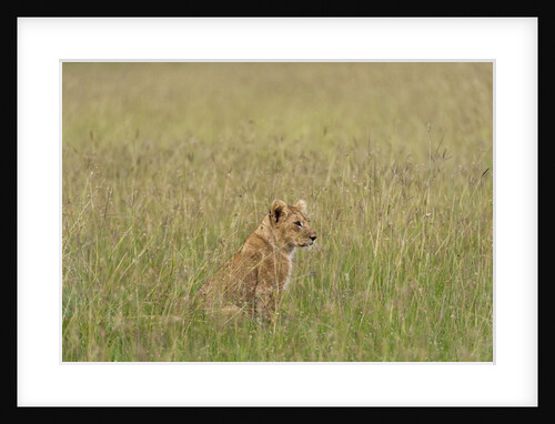 Lion cubs (Panthera leo), Masai Mara, Kenya by Anonymous