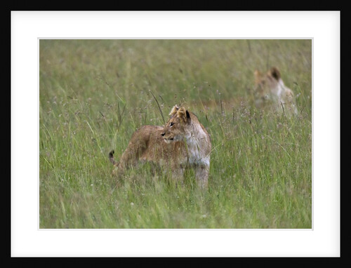 Lion cubs (Panthera leo), Masai Mara, Kenya by Anonymous