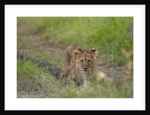 Lion cubs (Panthera leo), Masai Mara, Kenya by Anonymous