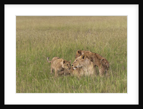 Lion cubs with mother by Anonymous