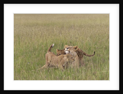 Lion cubs with mother by Anonymous