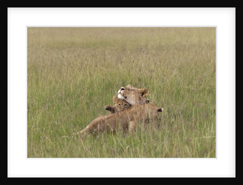Lion cubs with mother by Anonymous