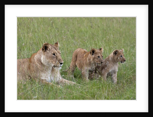 Lion cubs with mother by Anonymous