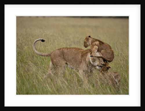 Lioness and cub by Anonymous