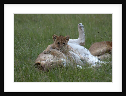 Lioness and cub by Anonymous