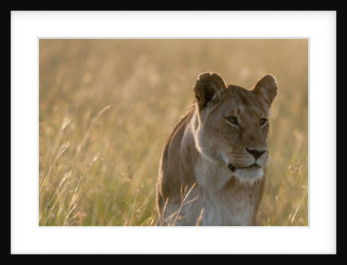 Lioness, Masai Mara by Anonymous