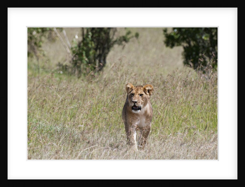 Lioness, Masai Mara by Anonymous