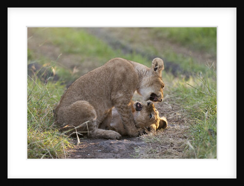 Lion cubs (Panthera leo), Masai Mara, Kenya by Anonymous