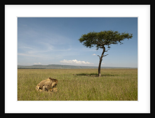 Lions mating by Anonymous