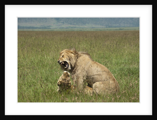 Lions mating by Anonymous