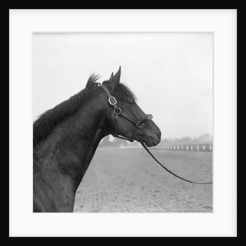 Racehorse Begins Training by Anonymous