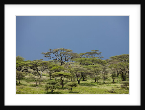 Ngorongoro Conservation Area, Tanzania by Anonymous