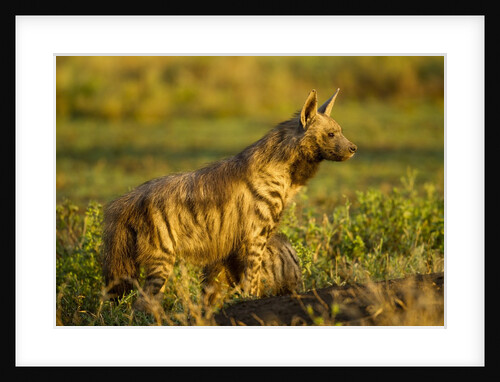 Aardwolf, Ngorongoro Conservation Area, Tanzania by Anonymous