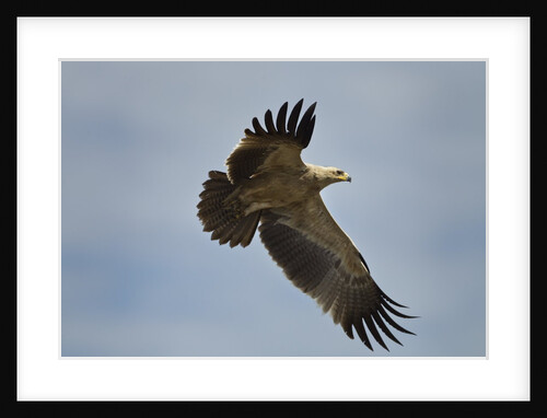 Tawny Eagle, Ngorongoro Conservation Area, Tanzania by Anonymous