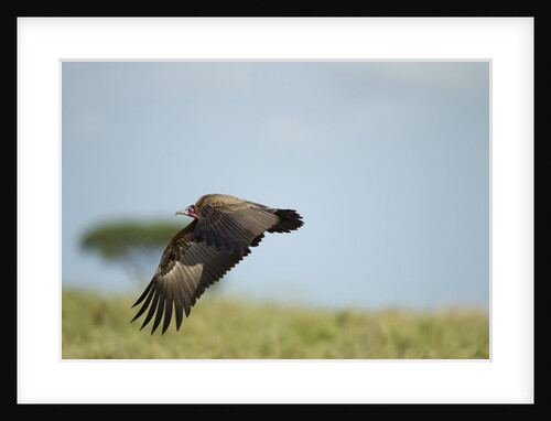 Hooded Vulture, Ngorongoro Conservation Area, Tanzania by Anonymous