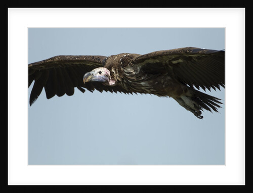 Lappet-Faced Vulture, Ngorongoro Conservation Area, Tanzania by Anonymous