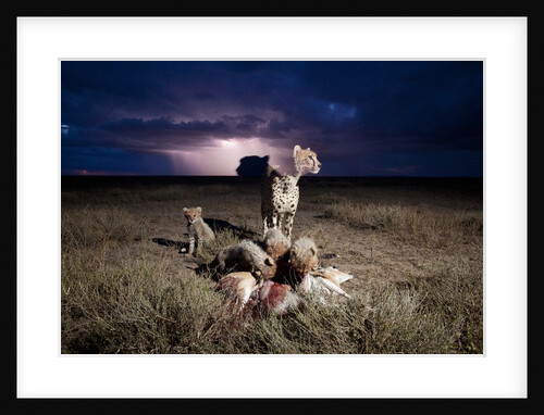 Cheetah and Lightning Storm, Ngorongoro Conservation Area, Tanzania by Anonymous