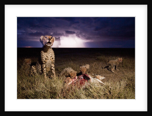 Cheetah and Lightning Storm, Ngorongoro Conservation Area, Tanzania by Anonymous