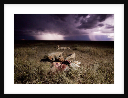 Cheetah Cubs and Lightning Storm, Ngorongoro Conservation Area, Tanzania by Anonymous