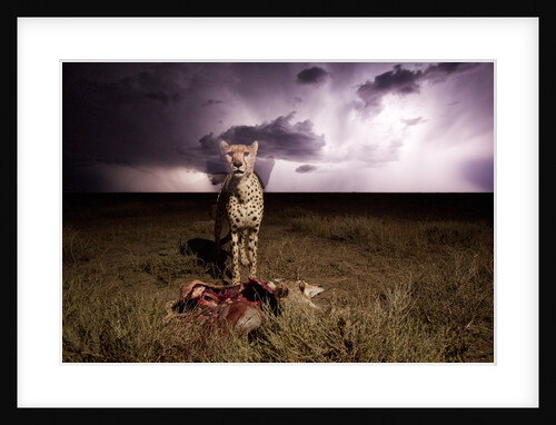 Cheetah and Lightning Storm, Ngorongoro Conservation Area, Tanzania by Anonymous