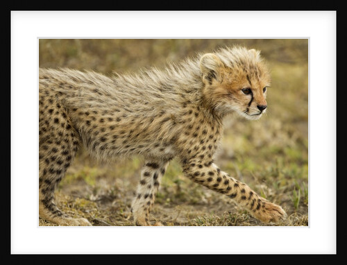 Cheetah Cub, Ngorongoro Conservation Area, Tanzania by Anonymous