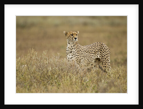Cheetah, Ngorongoro Conservation Area, Tanzania by Anonymous