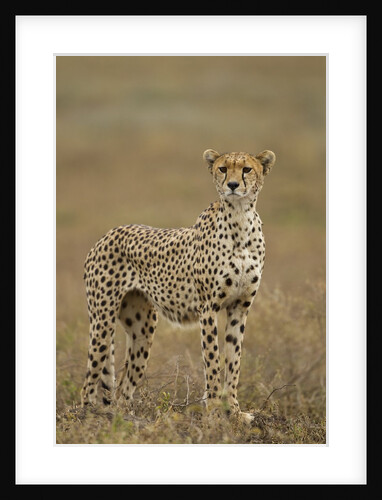Cheetah, Ngorongoro Conservation Area, Tanzania by Anonymous