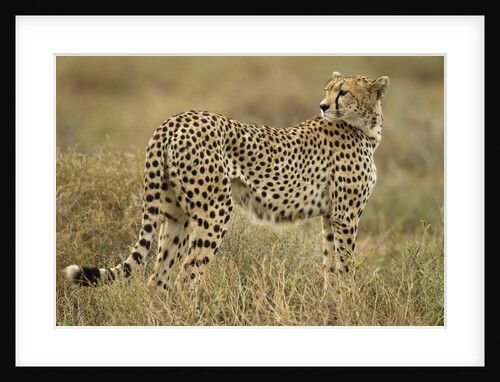 Cheetah, Ngorongoro Conservation Area, Tanzania by Anonymous