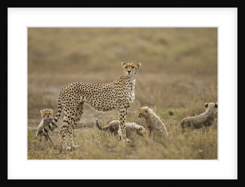 Cheetah and Cubs, Ngorongoro Conservation Area, Tanzania by Anonymous