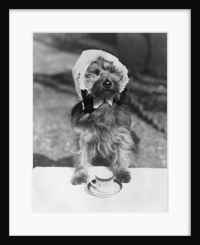 Dog wearing bonnet with cup of tea by Anonymous