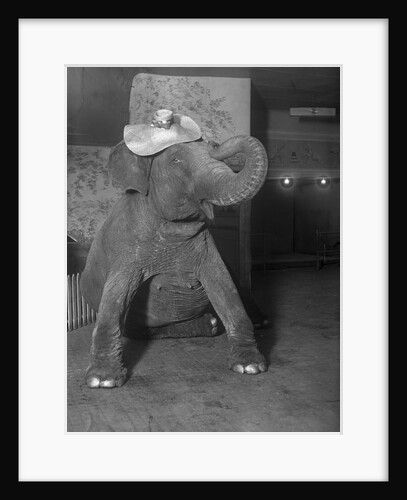 Baby elephant wearing straw hat by Anonymous