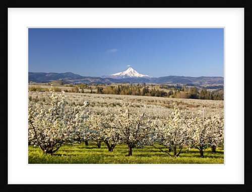 Hood River Valley and spring blossoms with Mt. Hood. Oregon by Anonymous