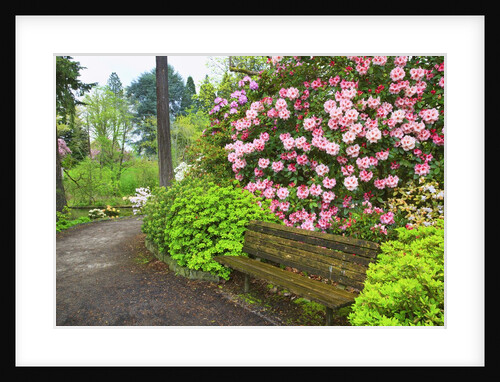 Spring flowers in Crystal Springs Rhododendron Garden by Anonymous