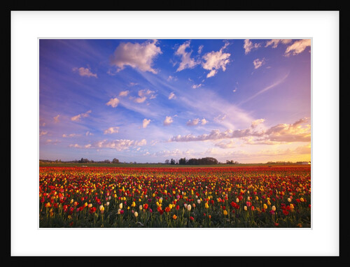 Beautiful sunrise over tulip field by Anonymous